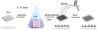 Design of Multi-Functional Superhydrophobic Coating via Bacterium-Induced Hierarchically Structured Minerals on Steel Surface